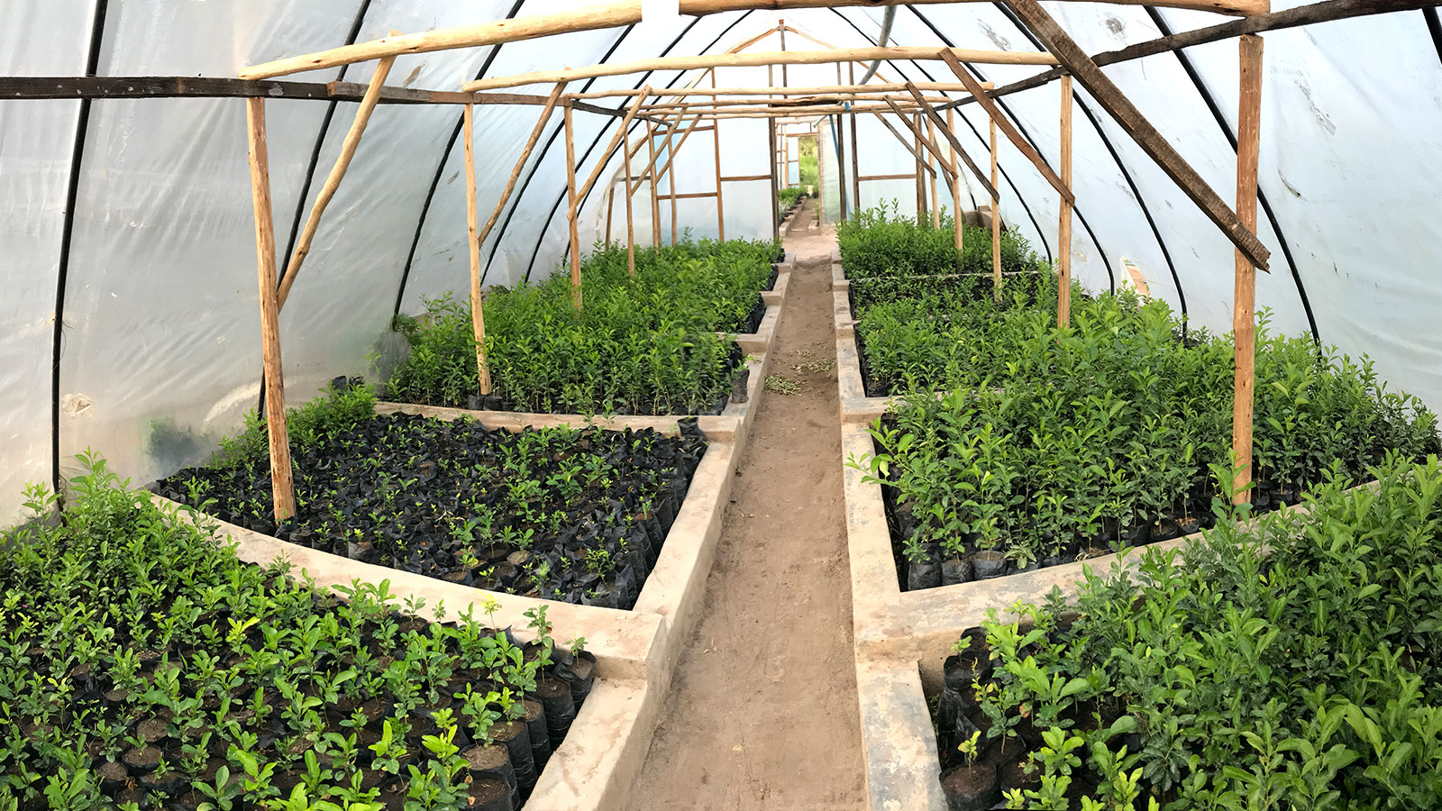 seedlings
